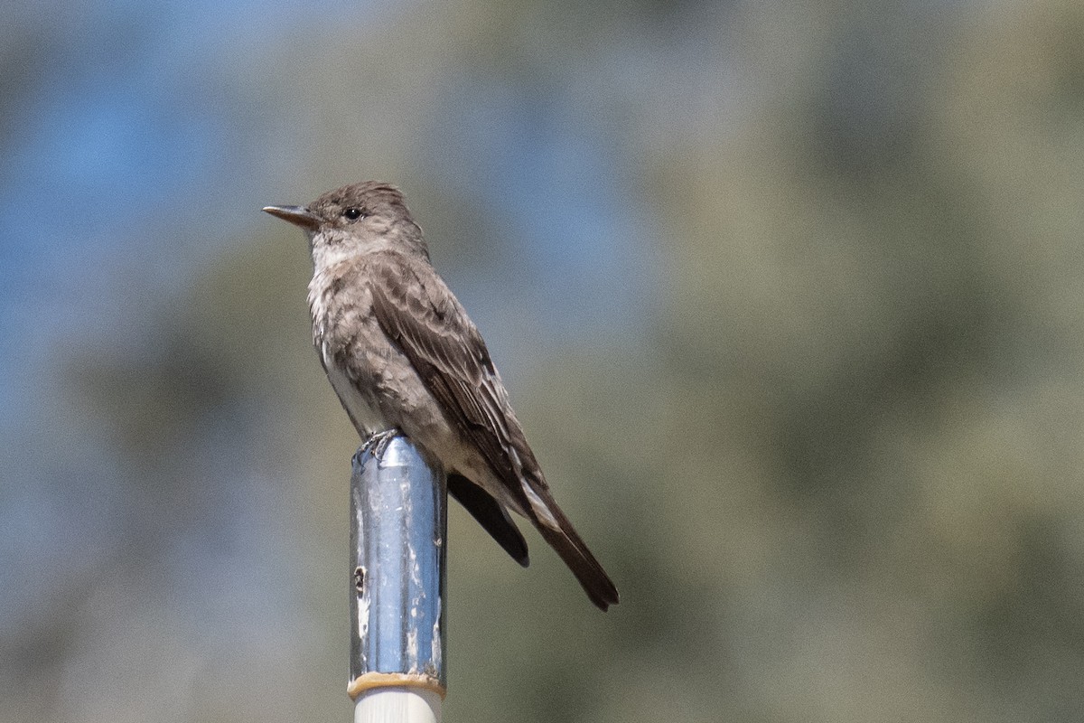 Olive-sided Flycatcher - ML165618481