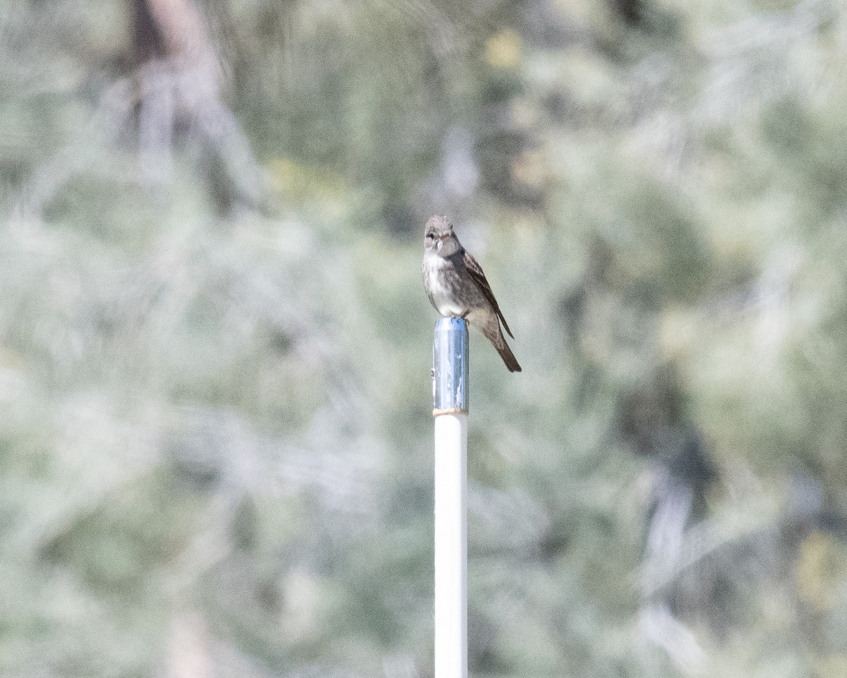 Olive-sided Flycatcher - ML165618511