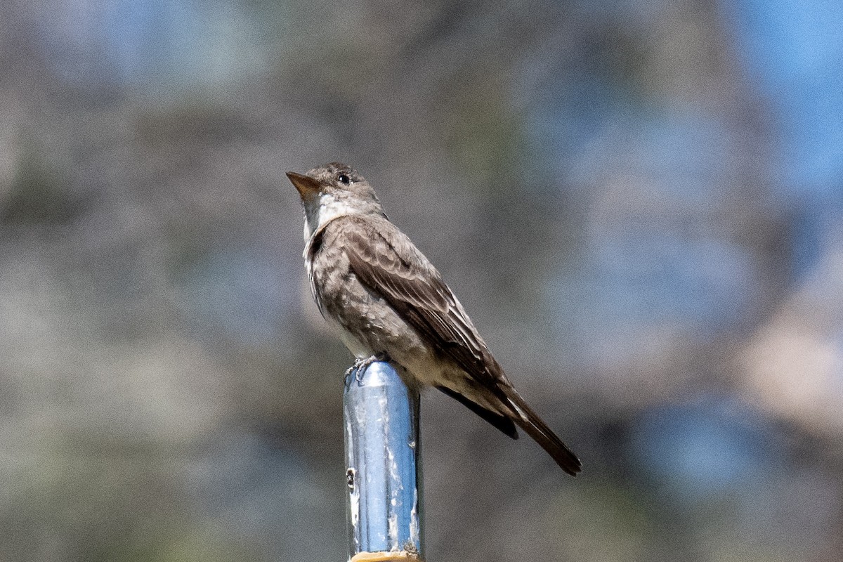 Olive-sided Flycatcher - ML165618551