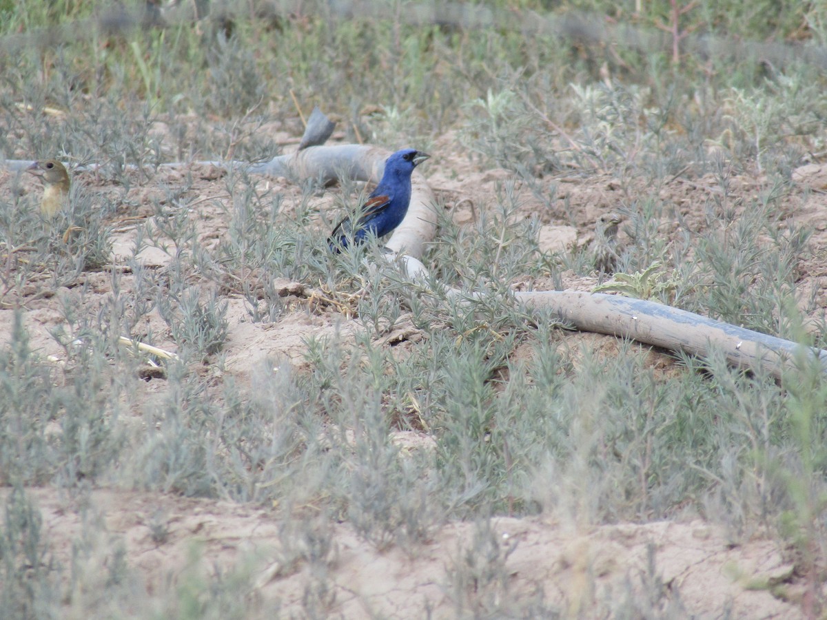 Blue Grosbeak - ML165619641