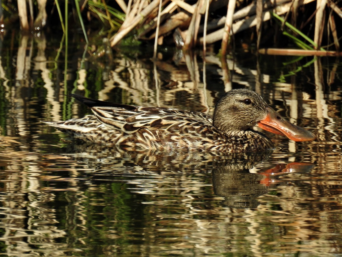 Northern Shoveler - ML165619891