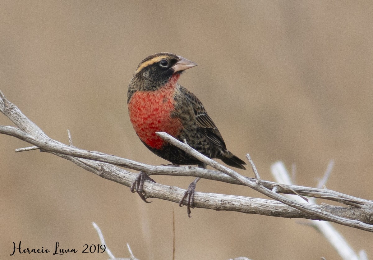 White-browed Meadowlark - ML165620371