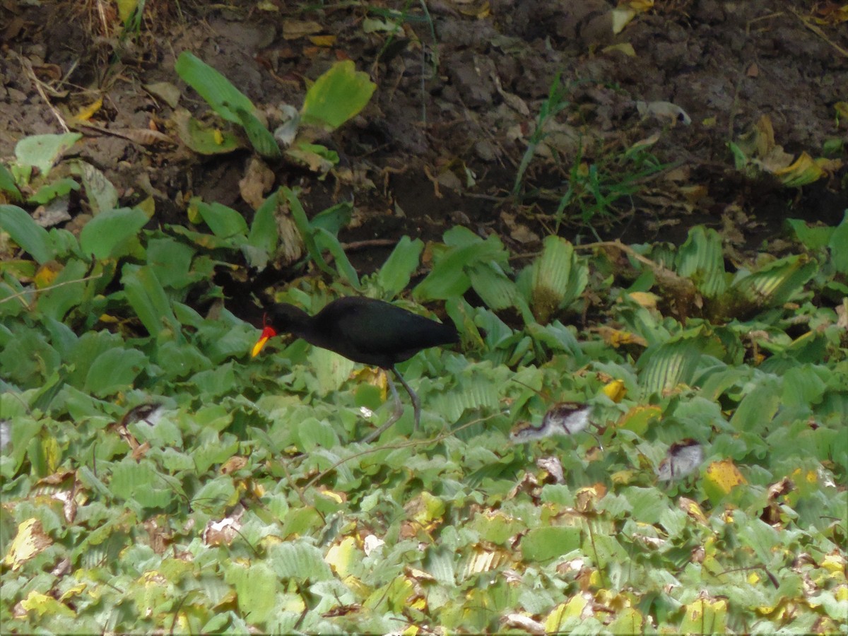 Wattled Jacana - ML165620421