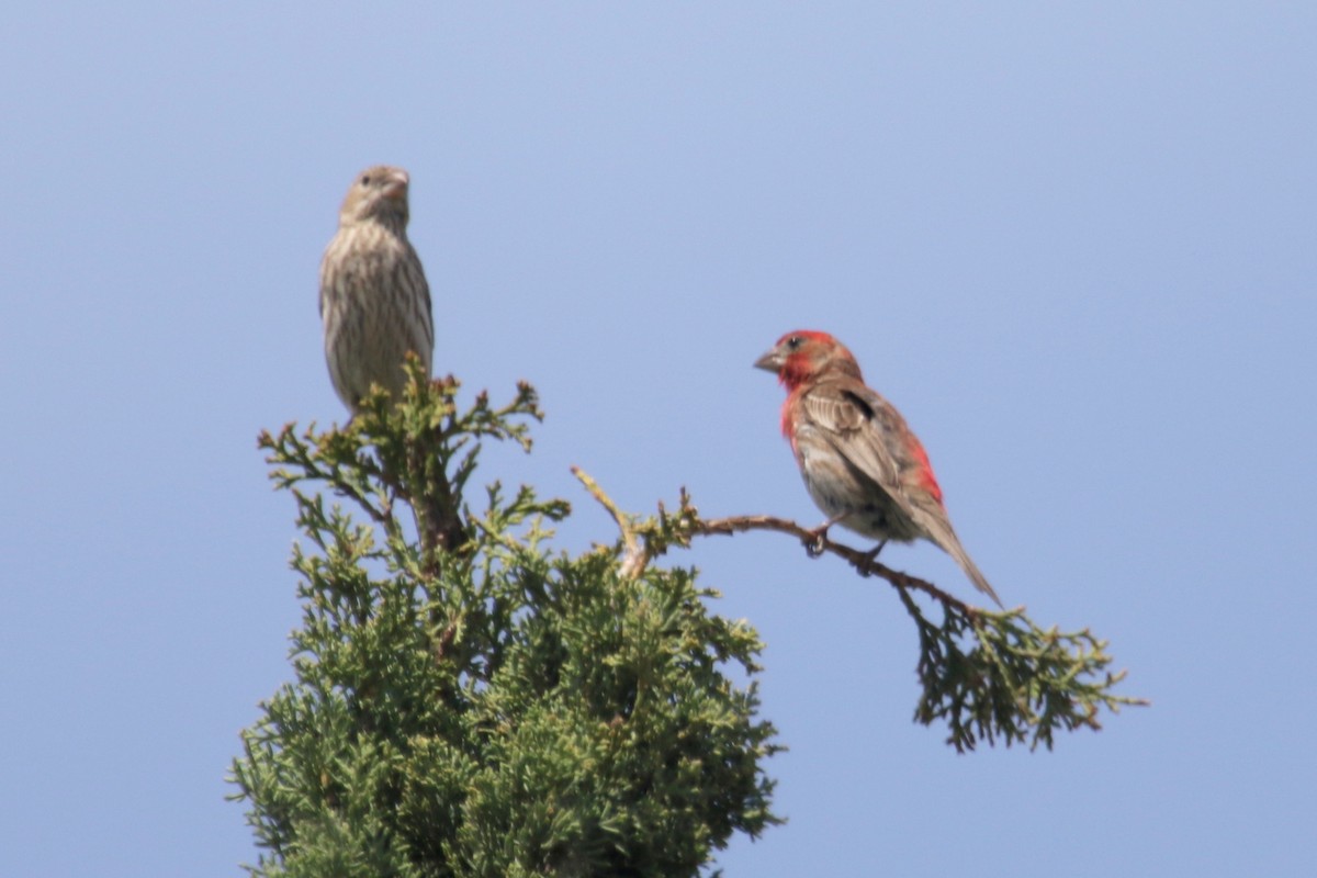 House Finch - ML165622241