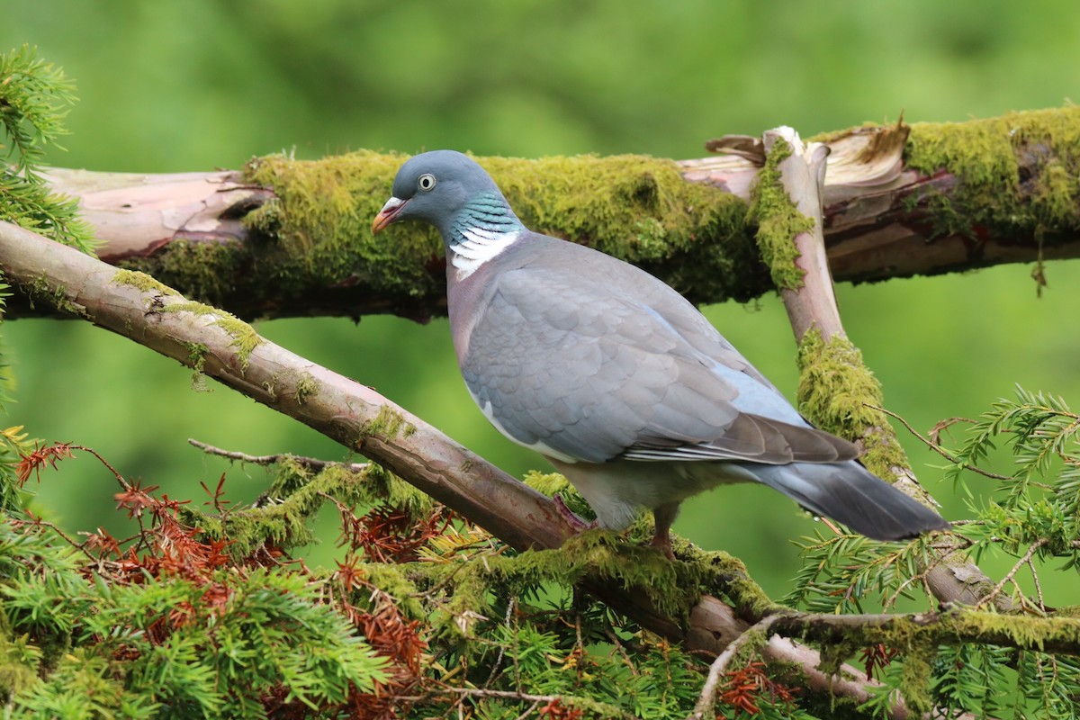 Common Wood-Pigeon - ML165622261