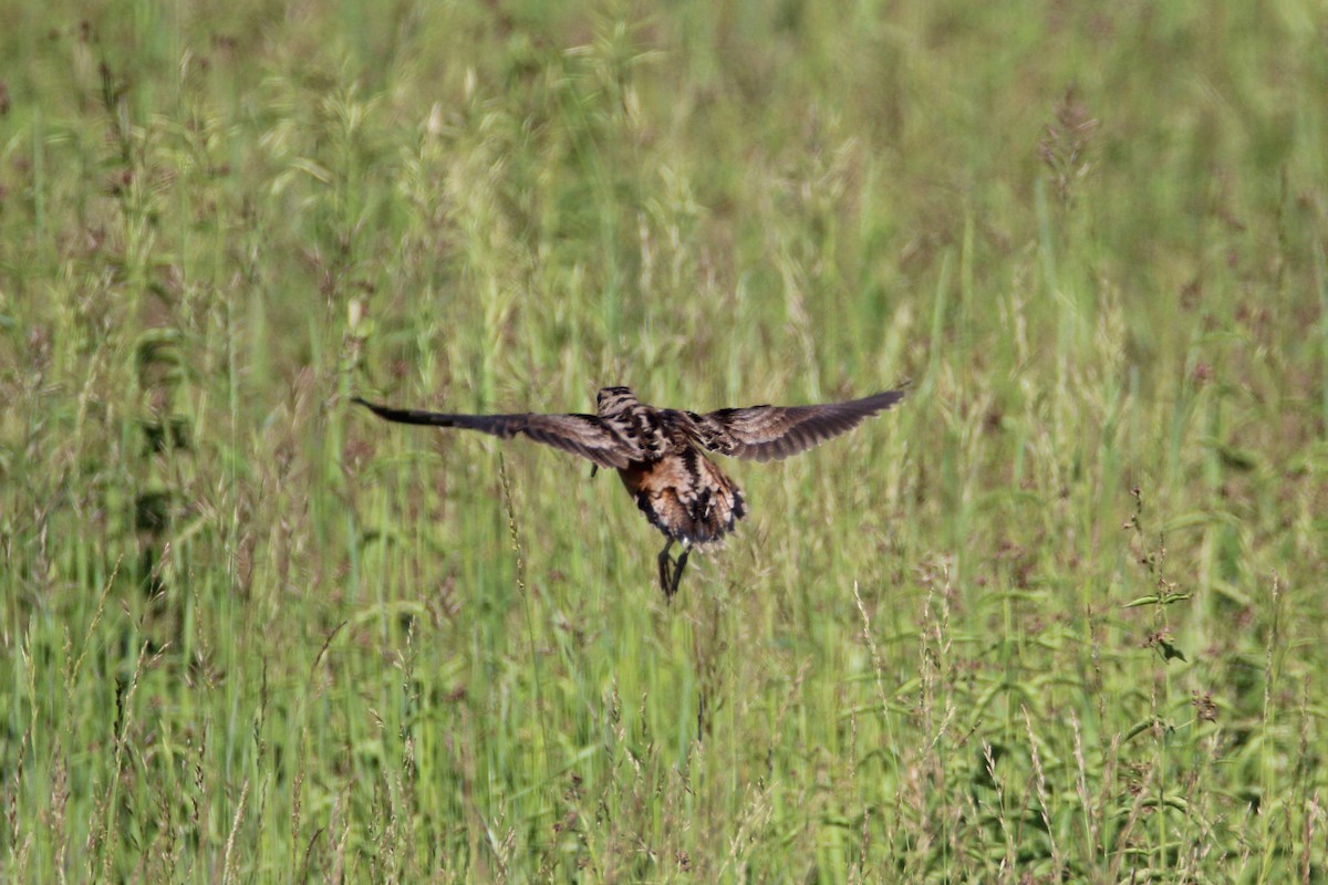 American Woodcock - Patrick Sysiong