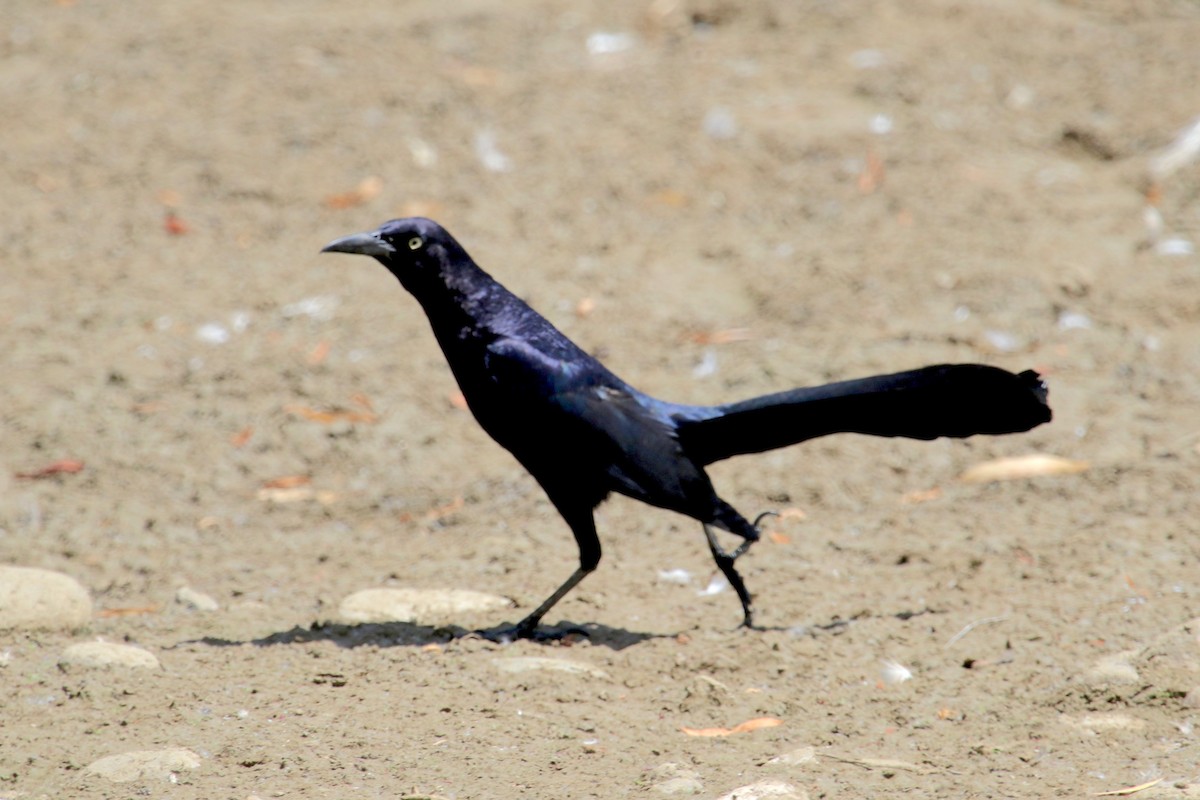 Great-tailed Grackle - ML165622961