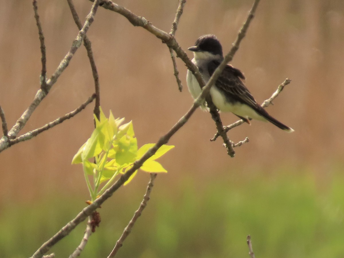 Eastern Kingbird - Joan Baker