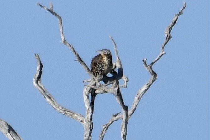 Lesser Roadrunner - ML165623811