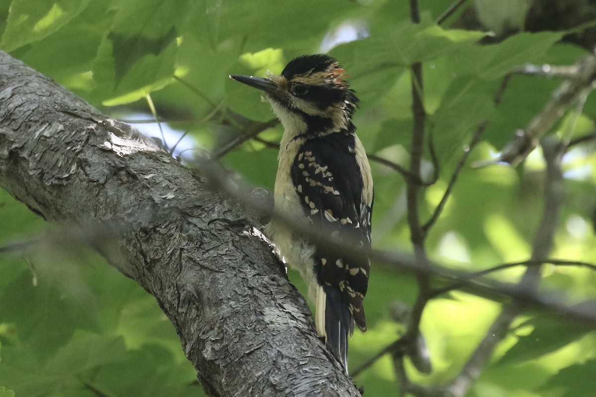 Hairy Woodpecker - ML165626051