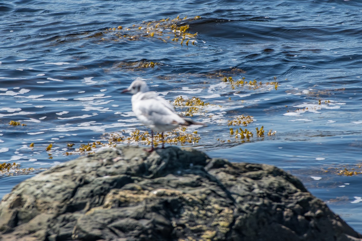 Mouette rieuse - ML165626291