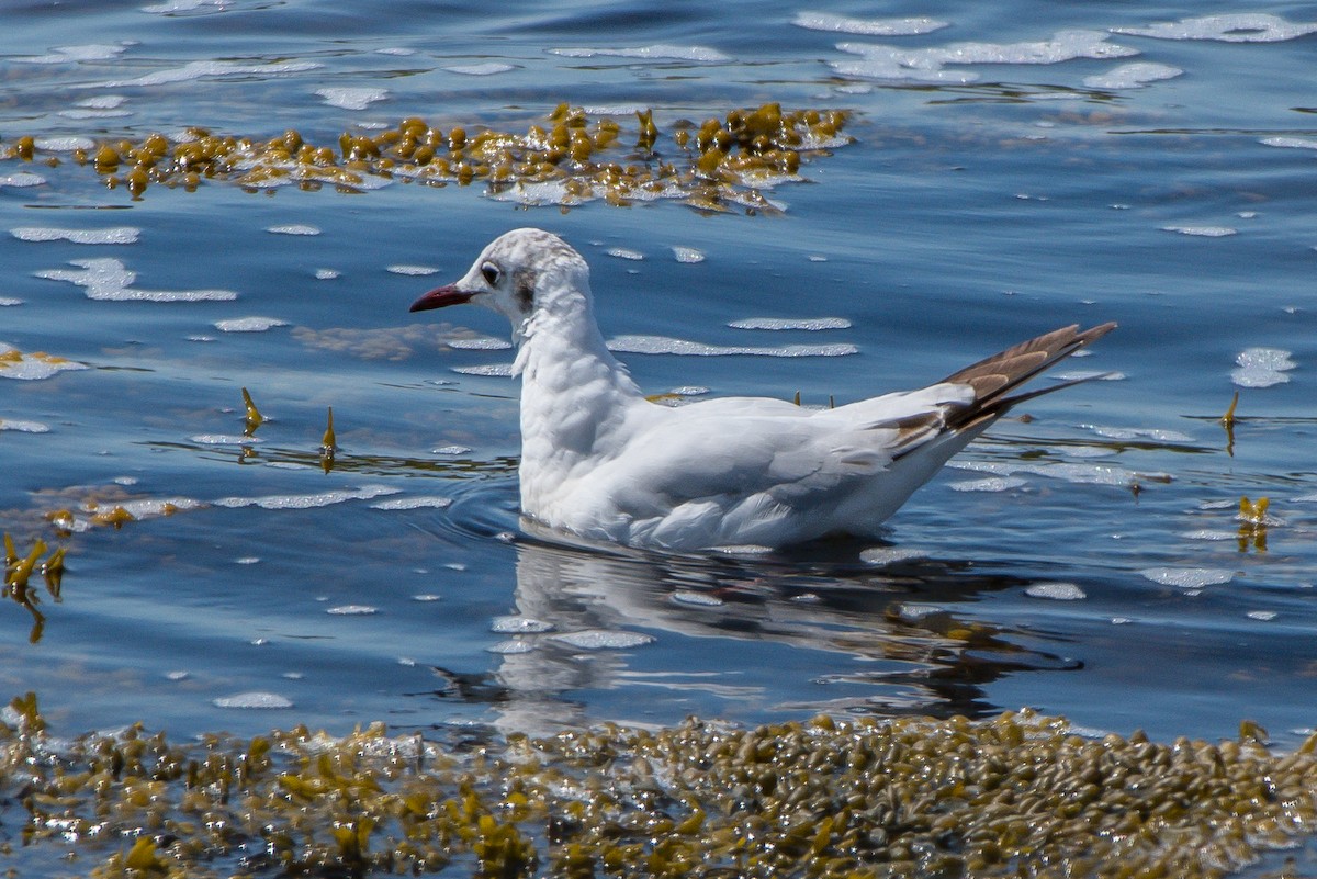 Mouette rieuse - ML165626301