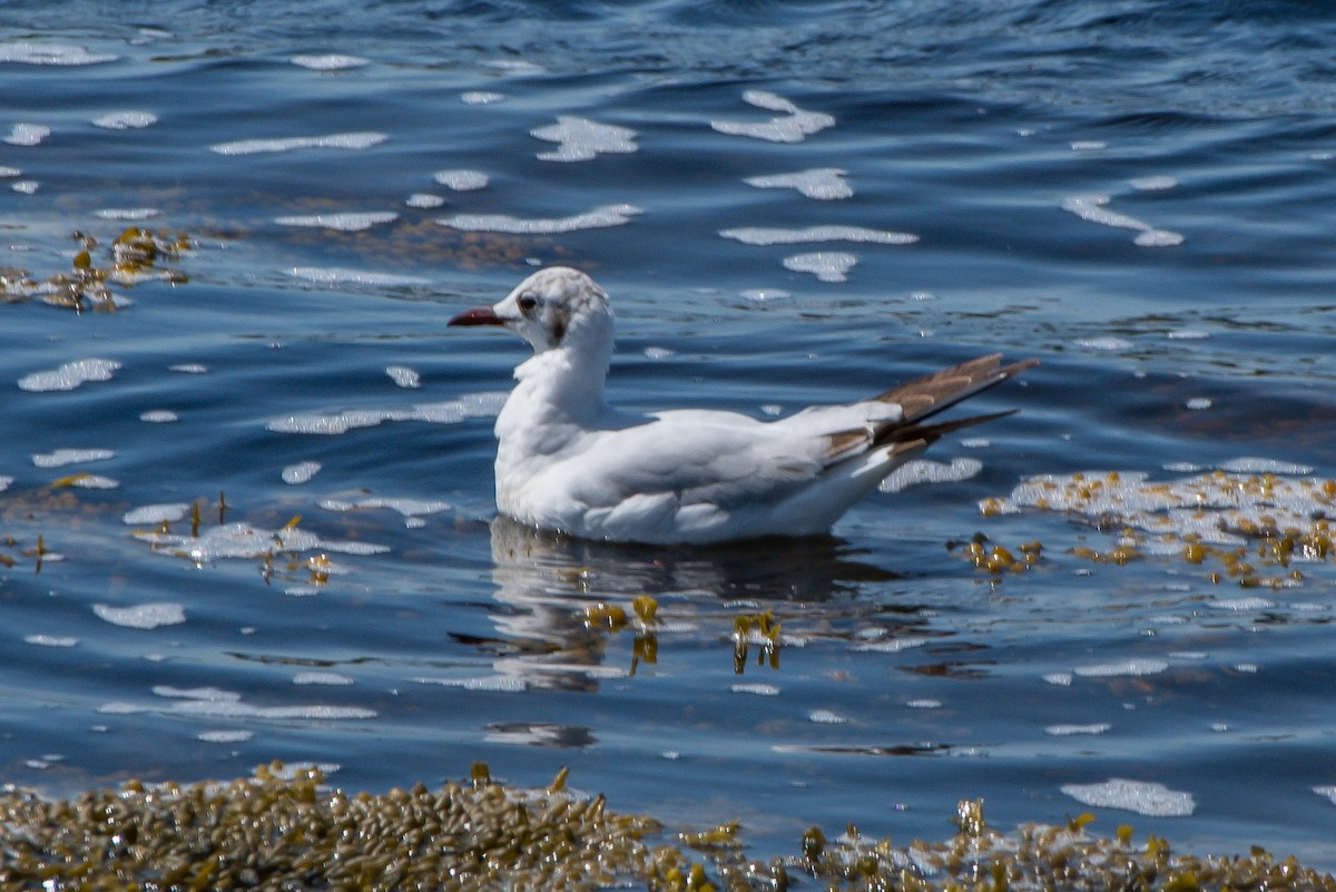 Mouette rieuse - ML165626311