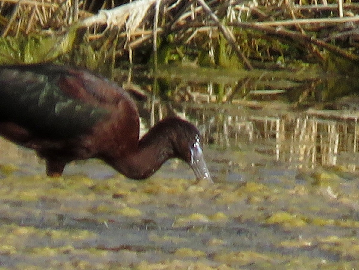 Glossy Ibis - ML165626341