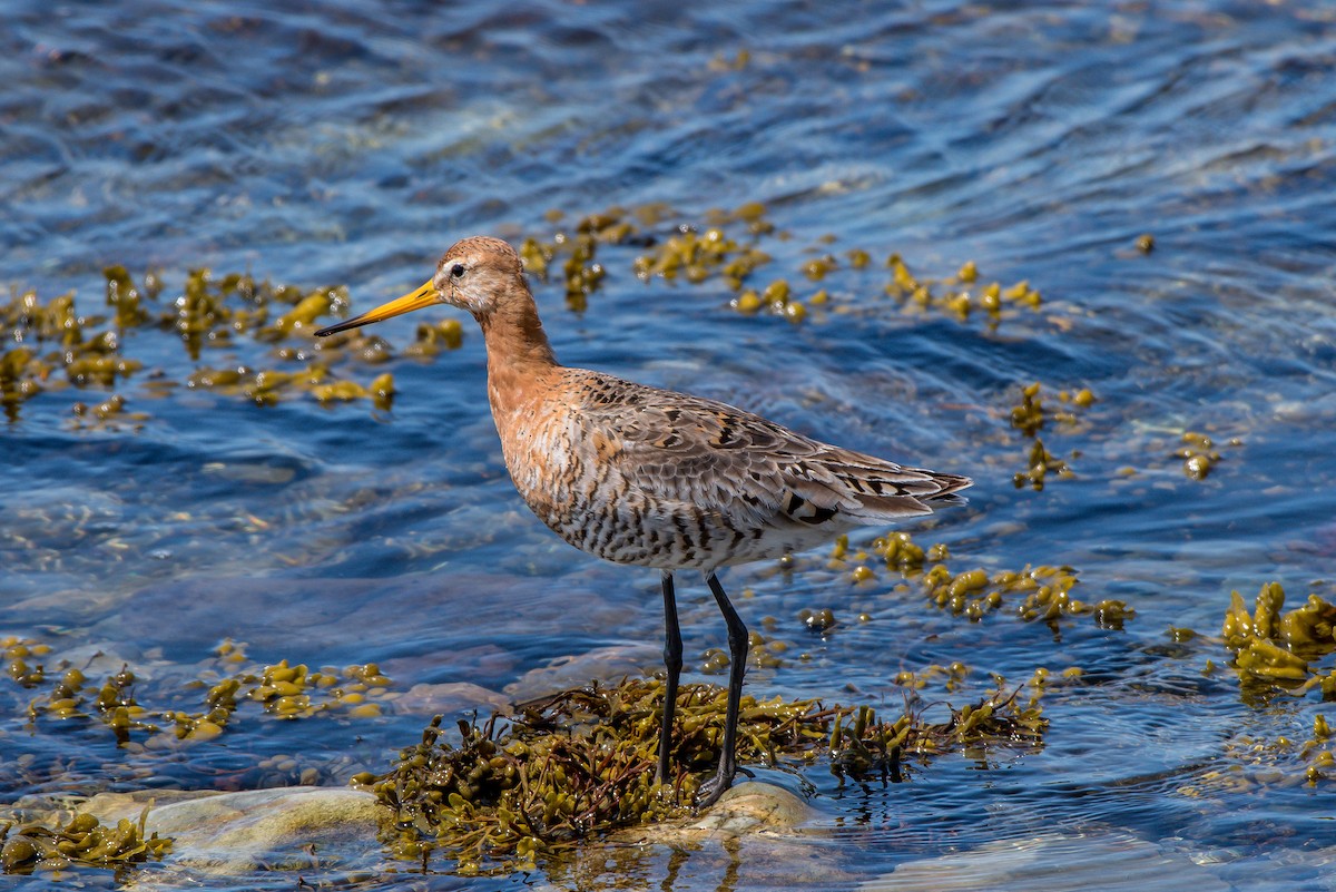 Black-tailed Godwit - ML165626401