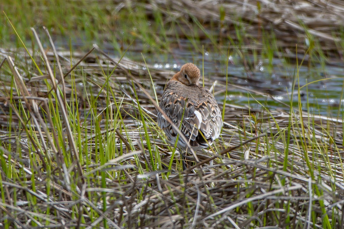 Black-tailed Godwit - ML165626481