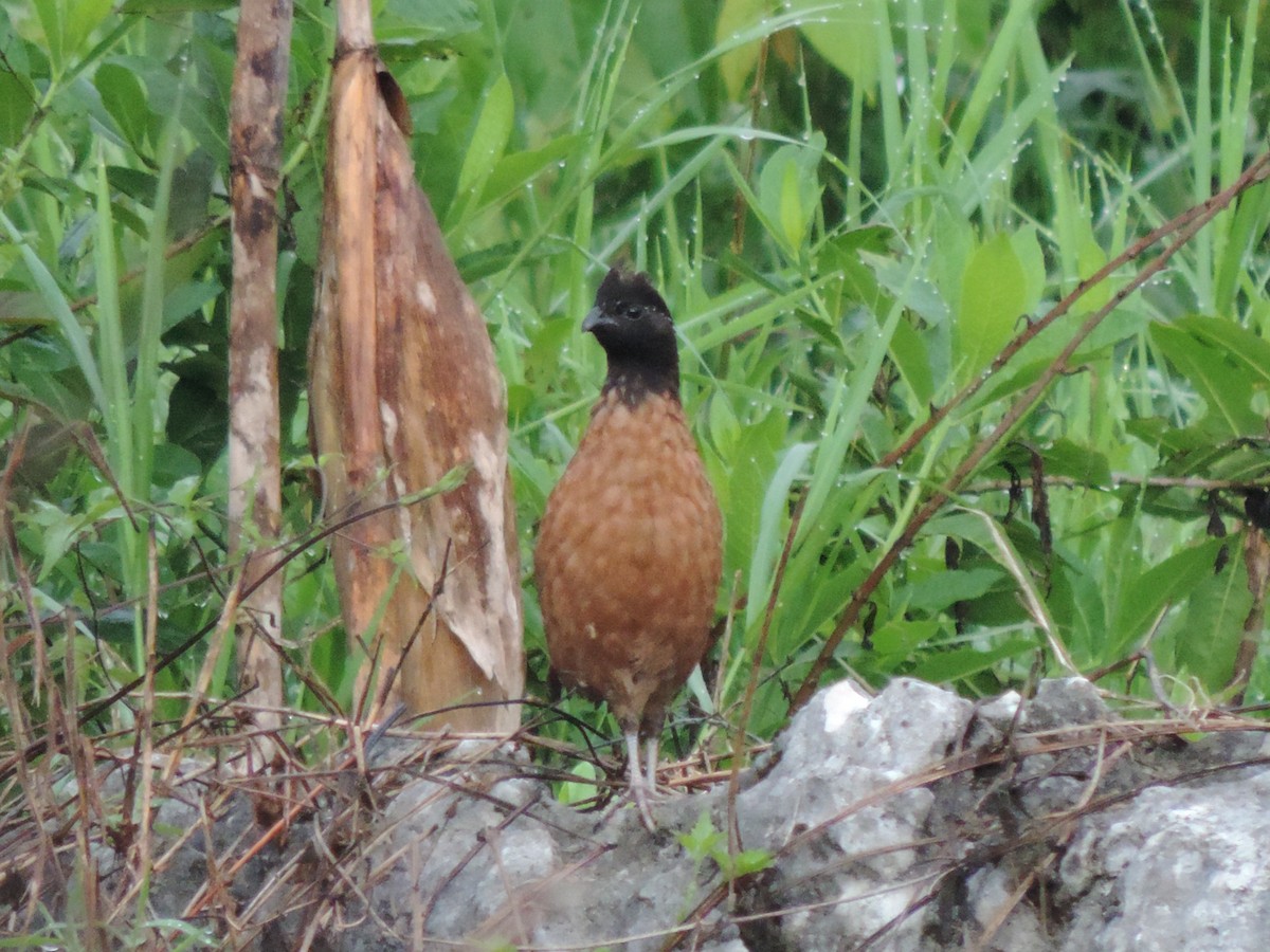 Northern Bobwhite - ML165628651