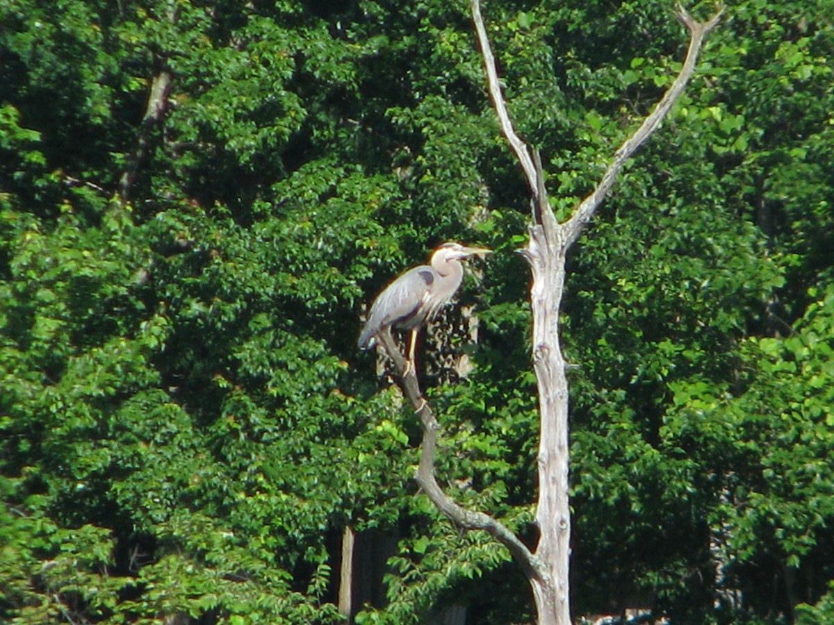 Great Blue Heron - ML165628731