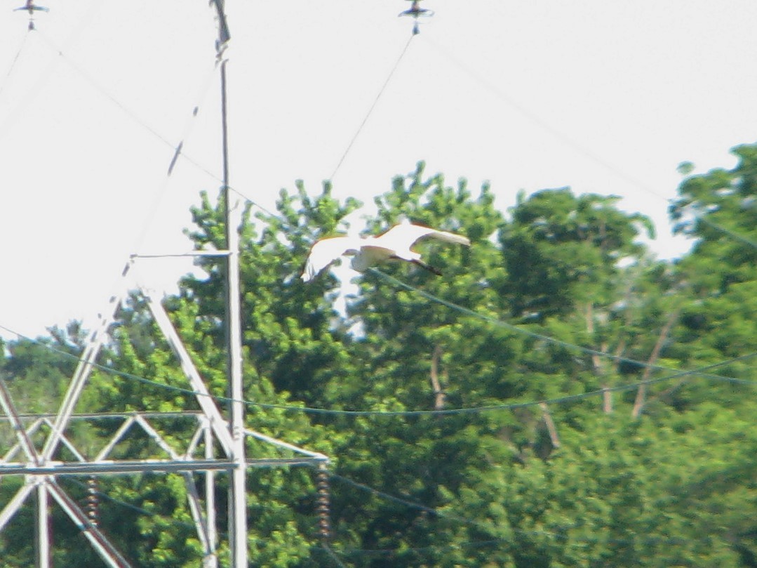 Цасч дэглий - ML165628751