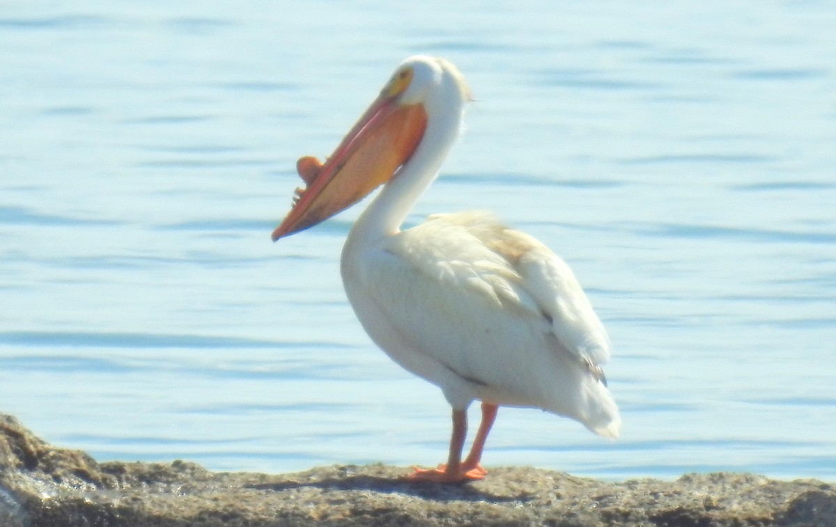 American White Pelican - shelley seidman