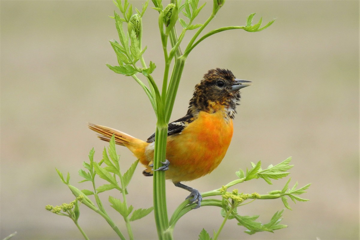 Baltimore Oriole - Barbara Clise