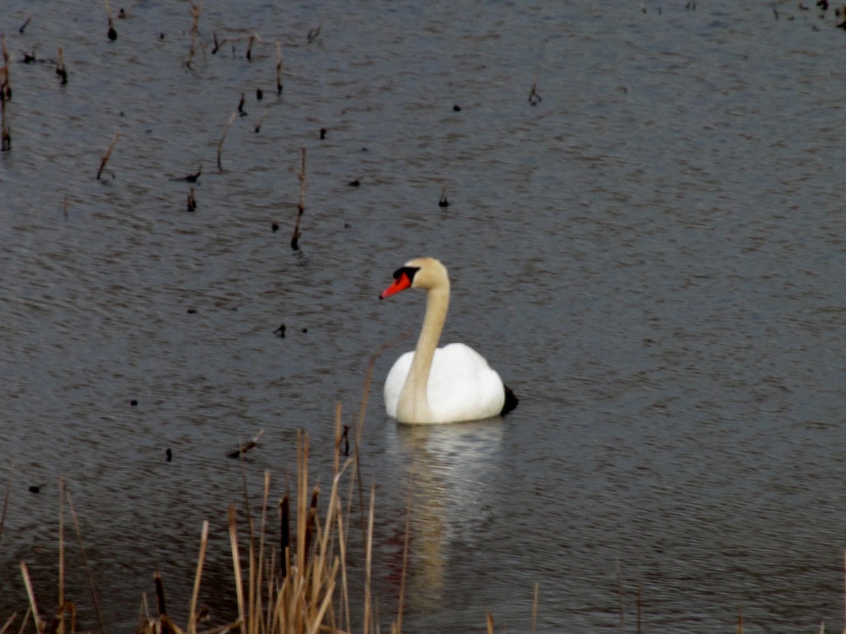 Mute Swan - ML165630171