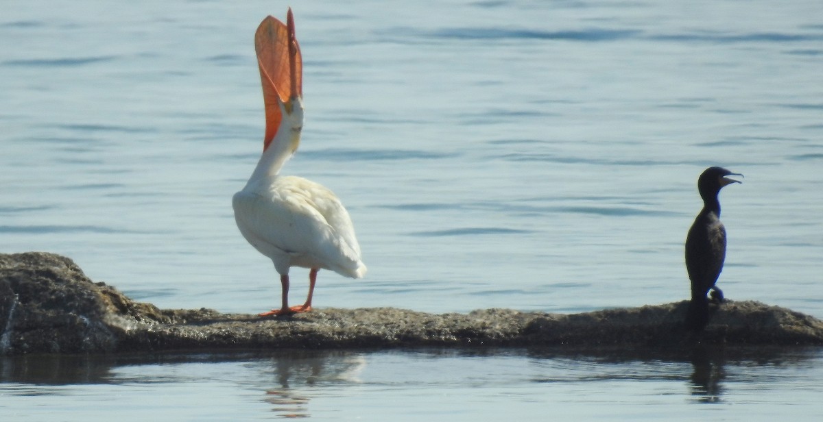 American White Pelican - shelley seidman
