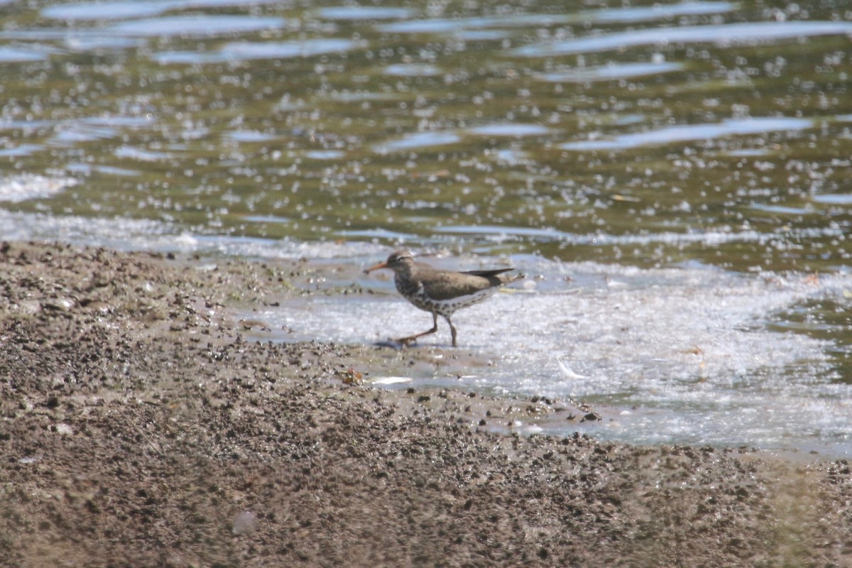 Spotted Sandpiper - ML165630391