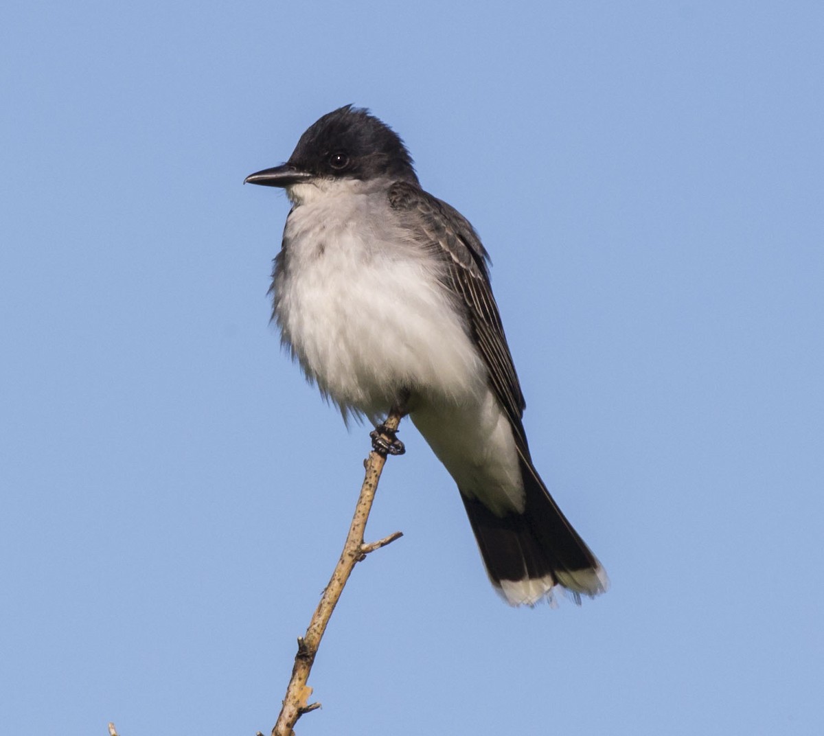 Eastern Kingbird - ML165632091