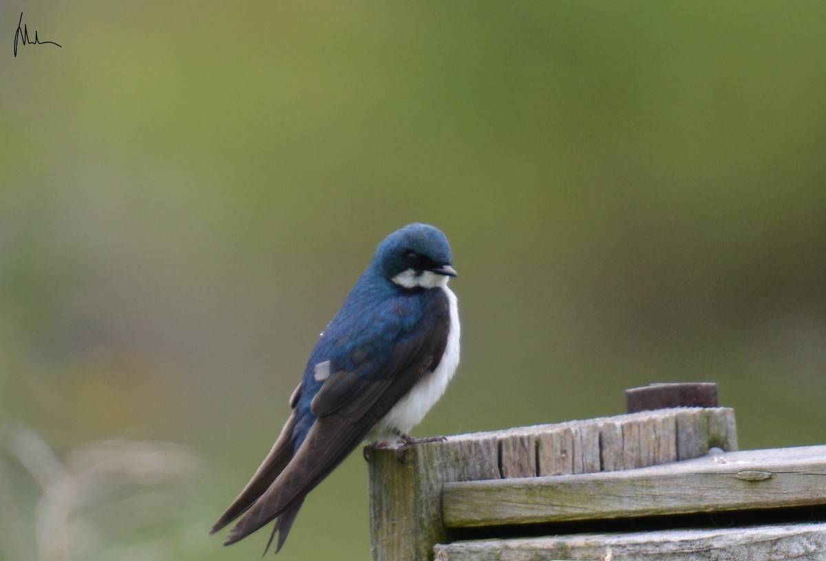 Tree Swallow - ML165632161