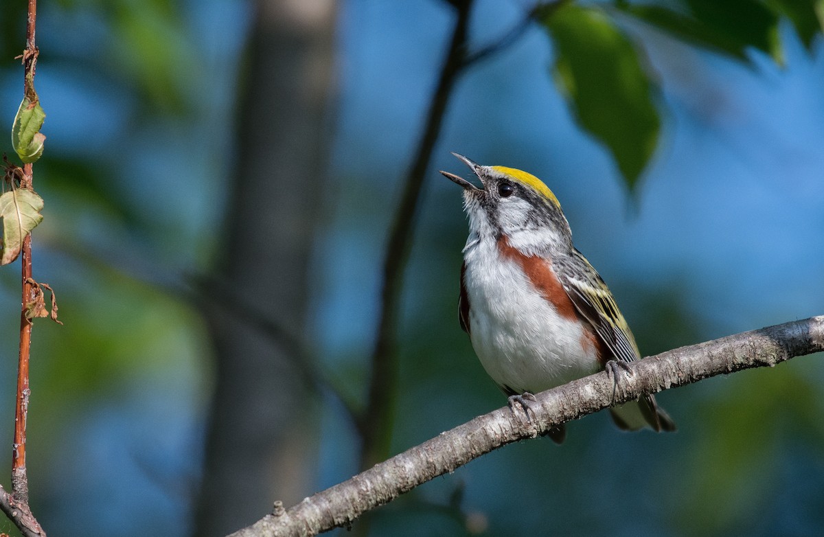 Chestnut-sided Warbler - ML165632461