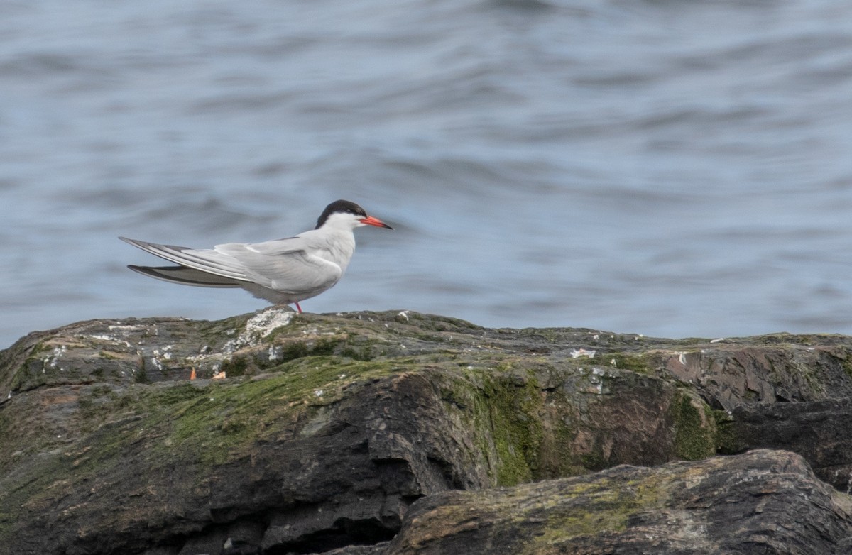 Common Tern - John Alexander