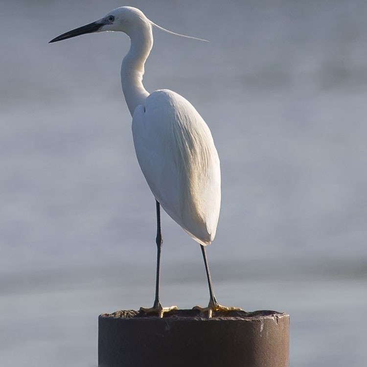 Little Egret - ML165633731