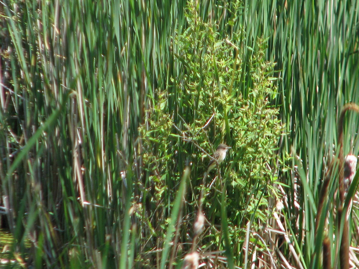 Willow Flycatcher - ML165634701