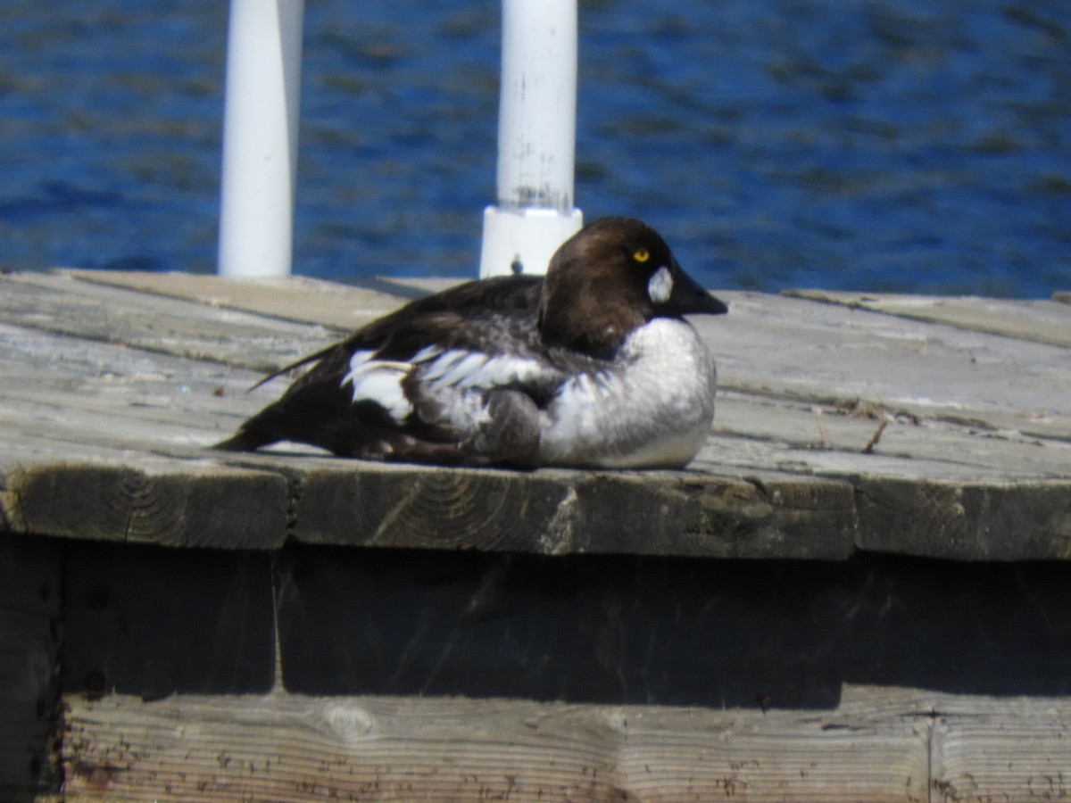 Common Goldeneye - ML165636131