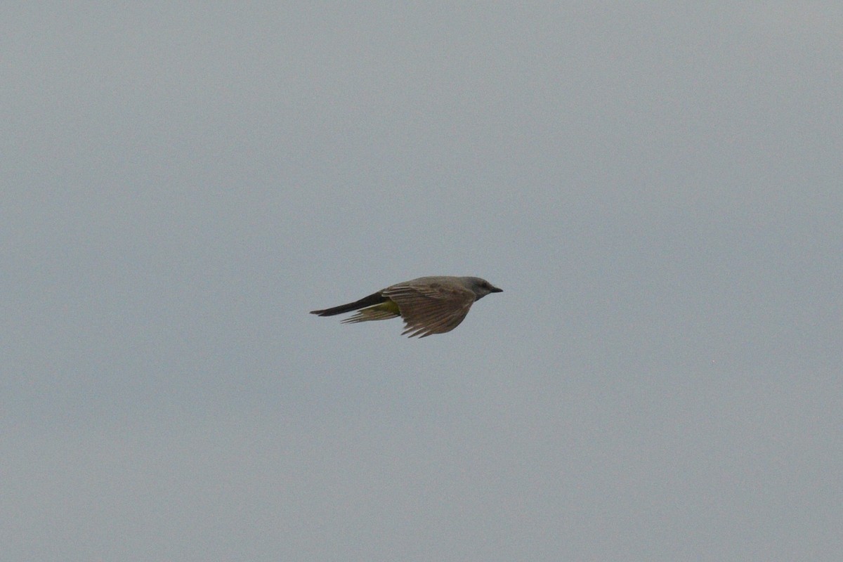 Western Kingbird - ML165636171