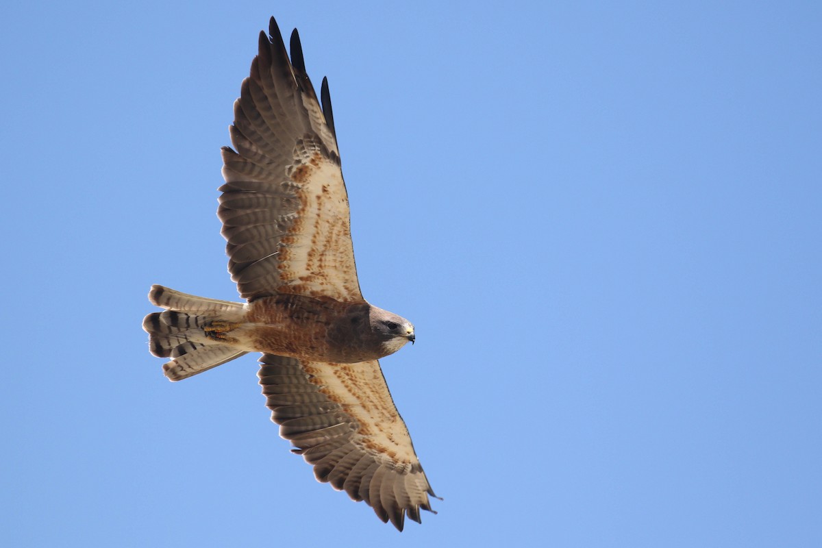 Swainson's Hawk - Alex Lamoreaux
