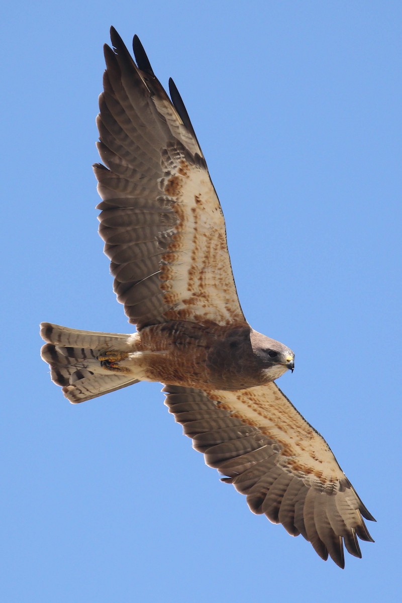 Swainson's Hawk - Alex Lamoreaux