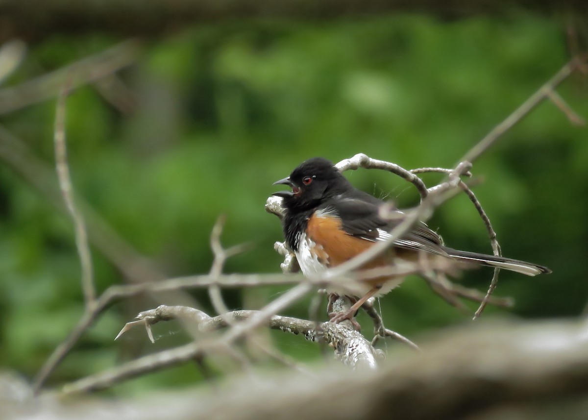 Eastern Towhee - ML165638611