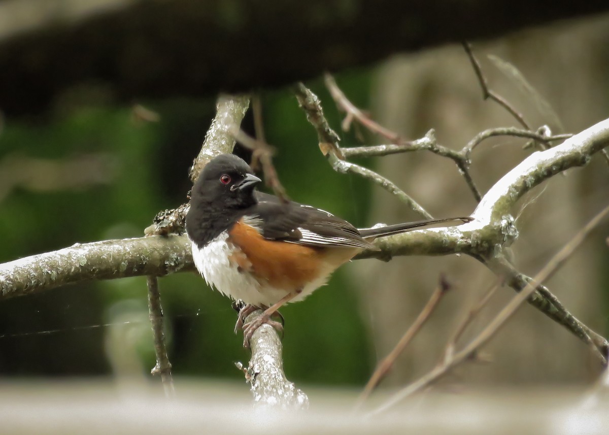 Eastern Towhee - ML165638621