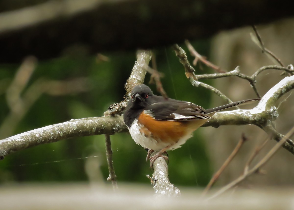 Eastern Towhee - ML165638631