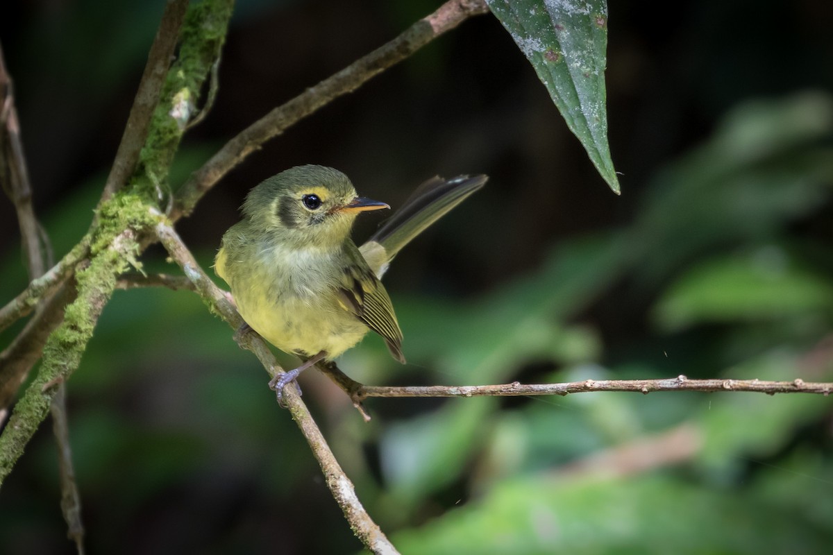 Oustalet's Tyrannulet - ML165638651