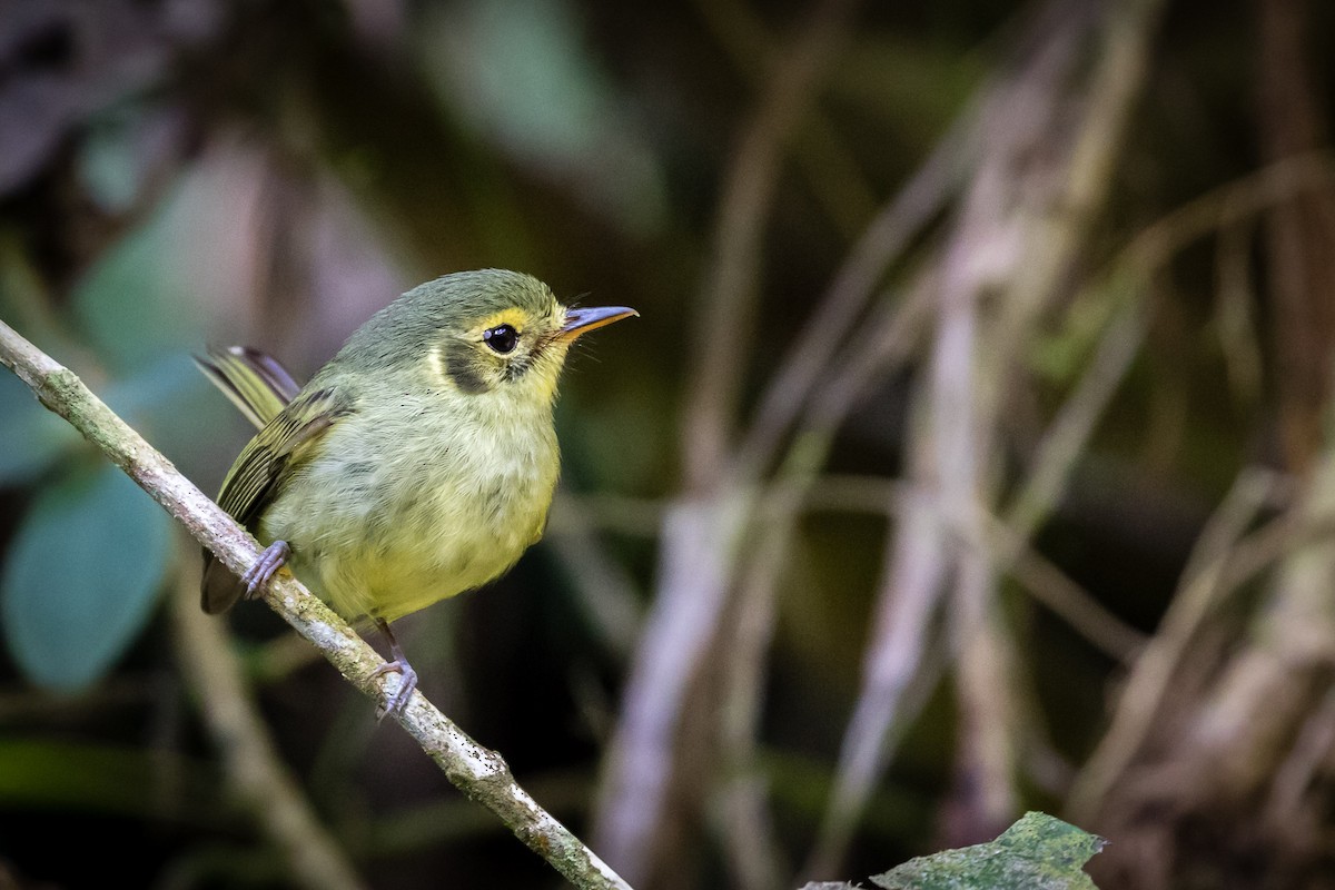 Oustalet's Tyrannulet - ML165638661