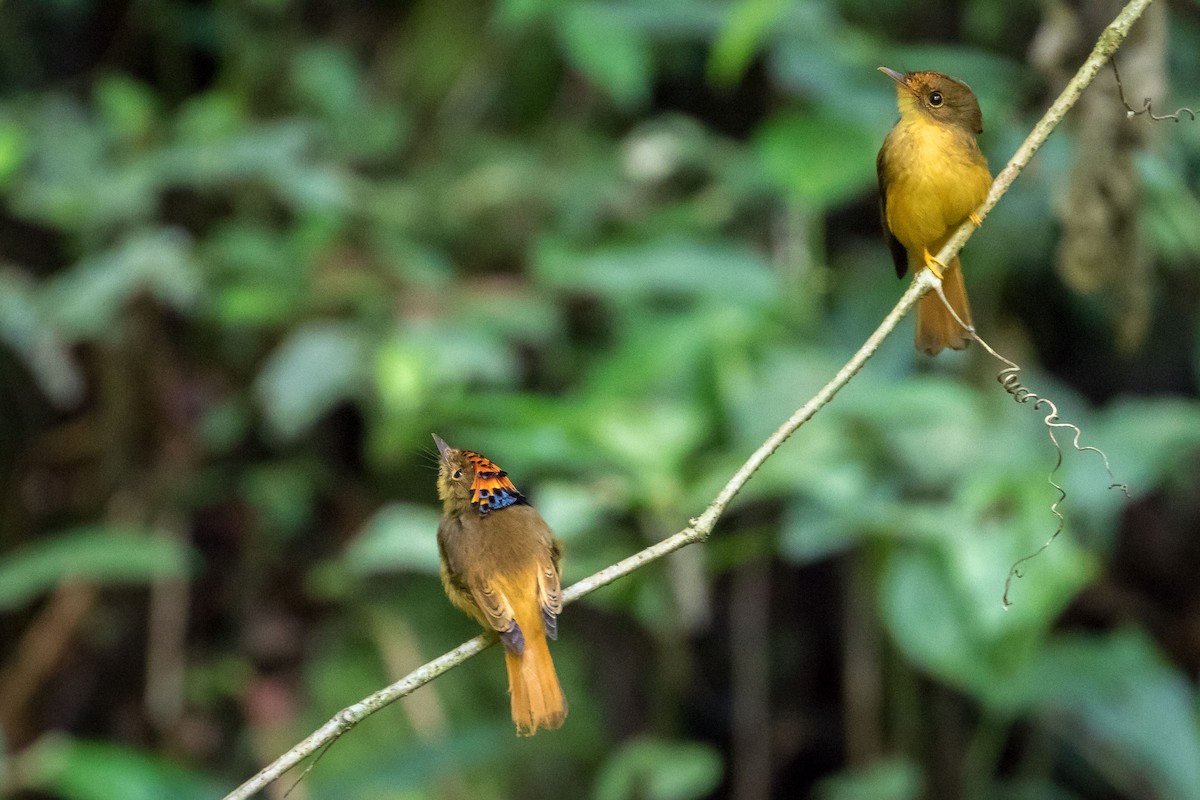 Atlantic Royal Flycatcher - ML165638701