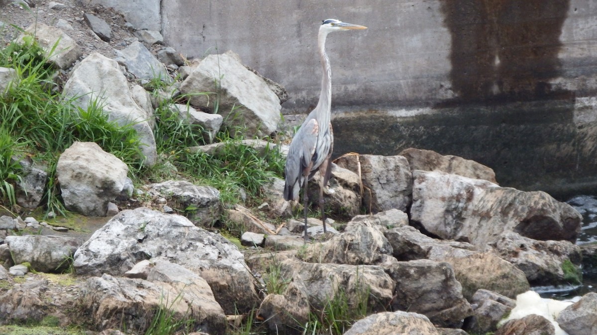 Great Blue Heron - ML165638921