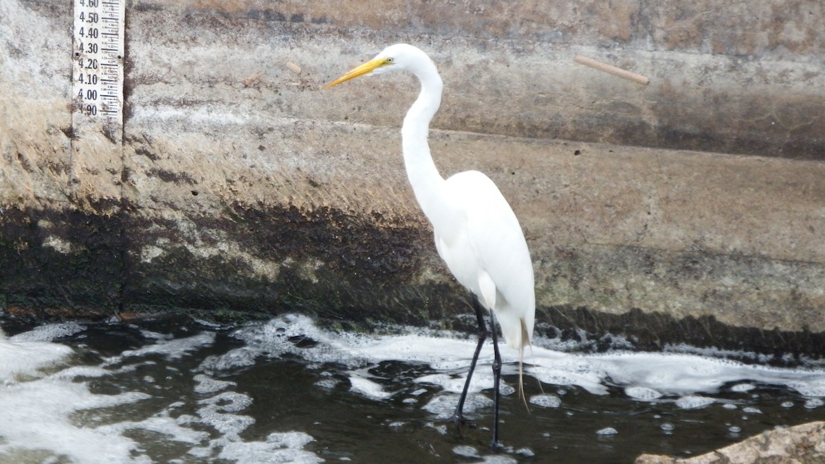 Great Egret - ML165638971