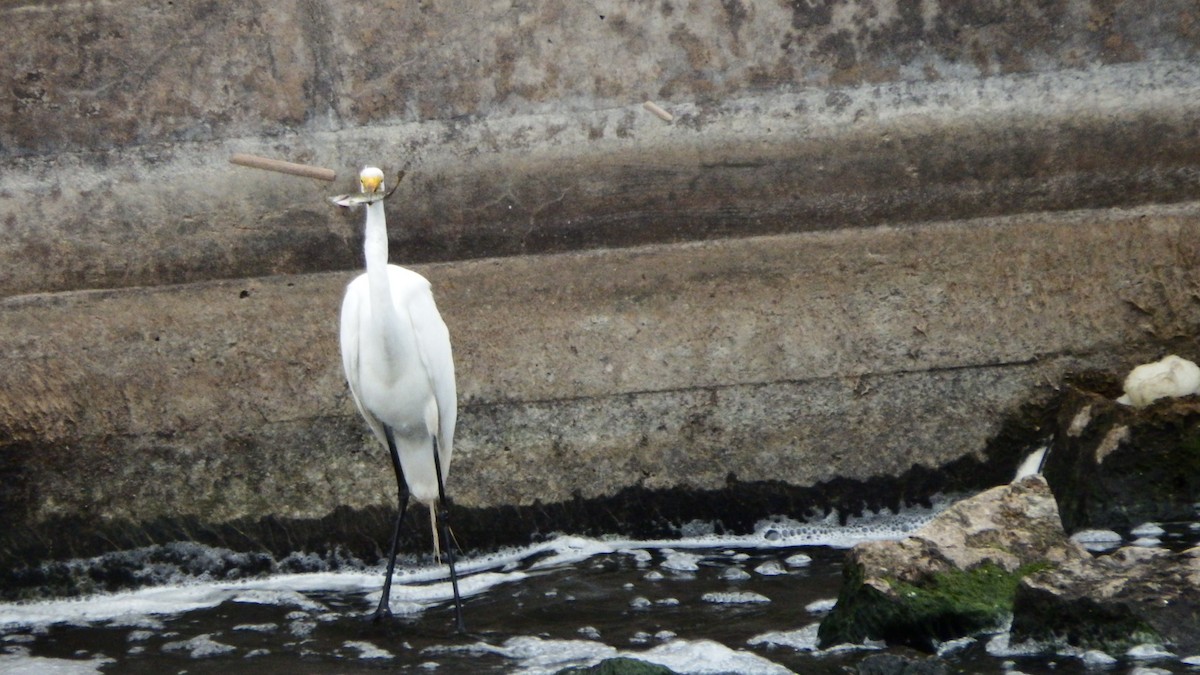 Great Egret - ML165638981