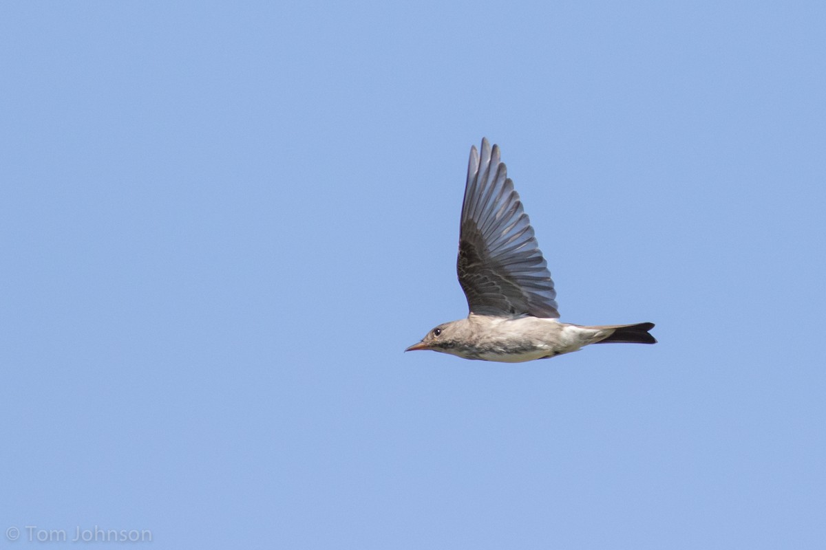 Olive-sided Flycatcher - ML165639051