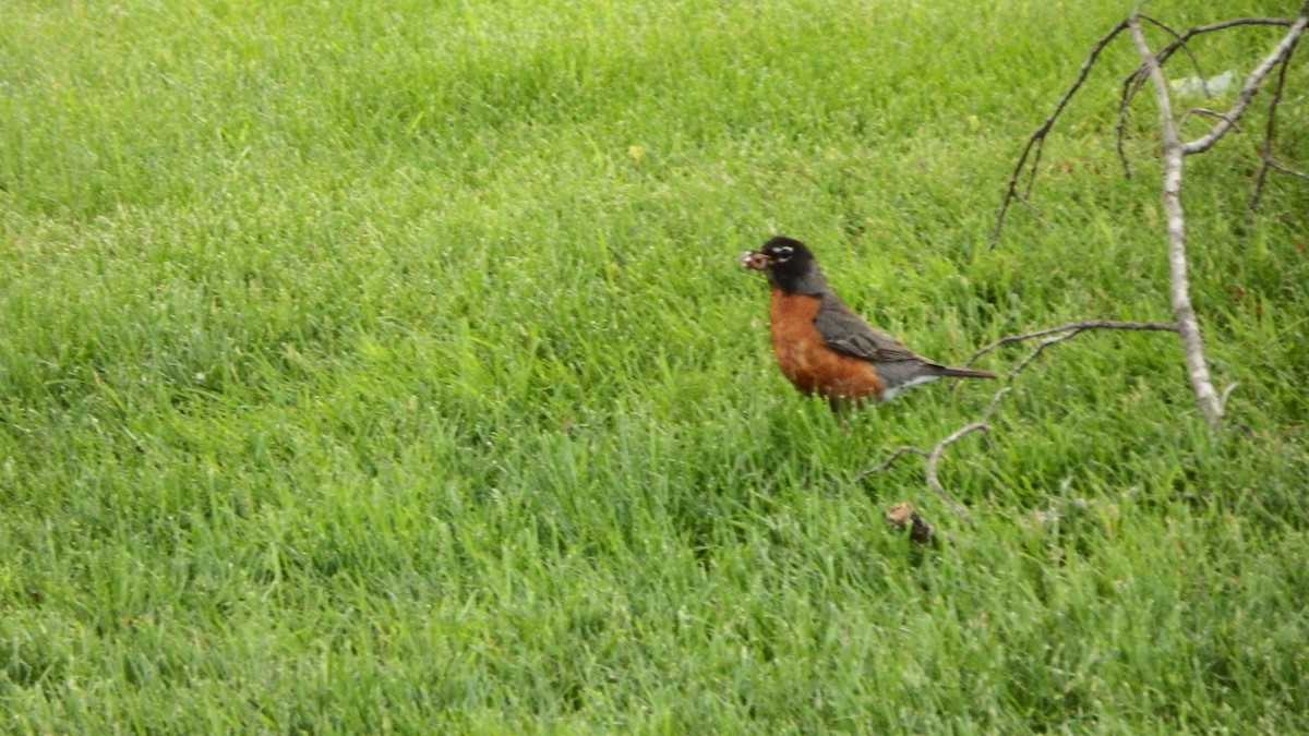 American Robin - ML165639091