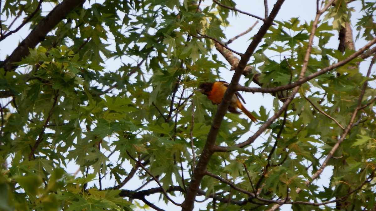 Baltimore Oriole - ML165639161